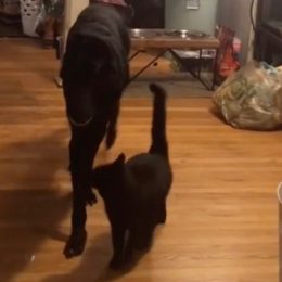 Blind Dog Relies on "Hero Cat" to Guide Him