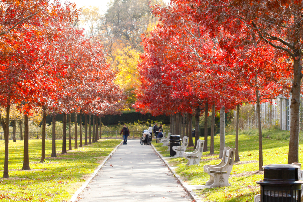 Trees with red fall foliage in Brooklyn Botanical Garden