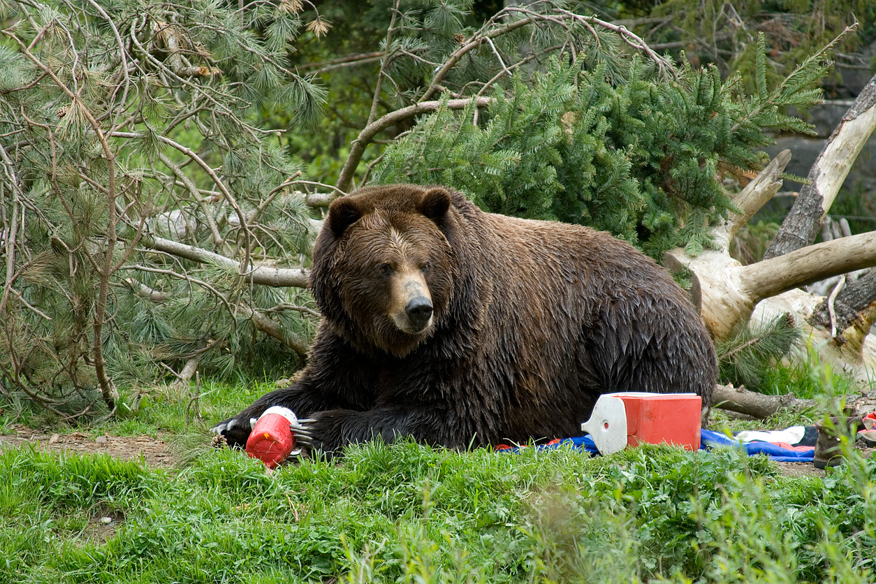 A brown bear crashing a campsite and eating all of the food