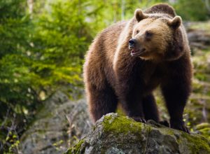 A brown bear standing on top of a rock