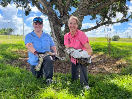 FWC staff Taylor Apter and Jan Fore; Florida Everglades; day one of the 2022 Python Challenge. FWC photo by Andy Wraithmell