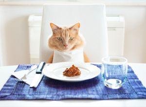 Cat sitting in front on a table set like a human with wet food on the plate.