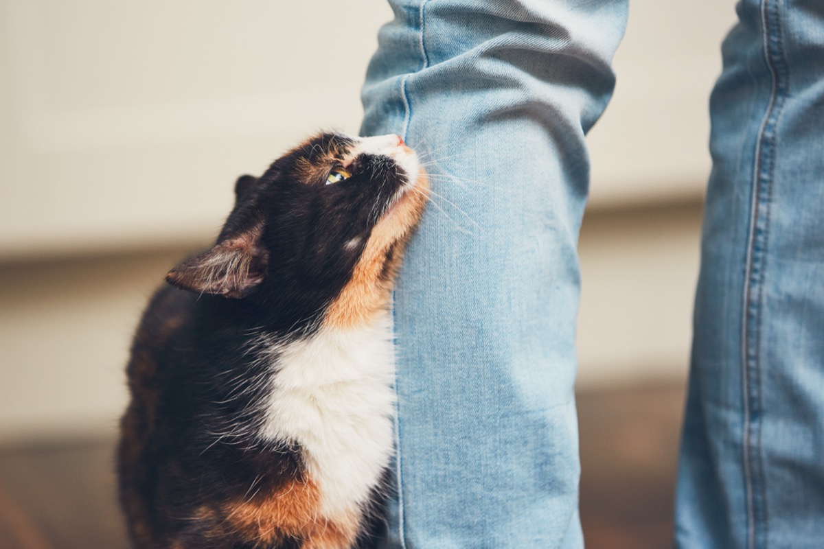 Here's Why Your Cat Is Biting Your Toes in Bed, According to Vets