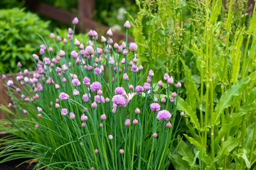 Chives with purple flowers in a herb garden.