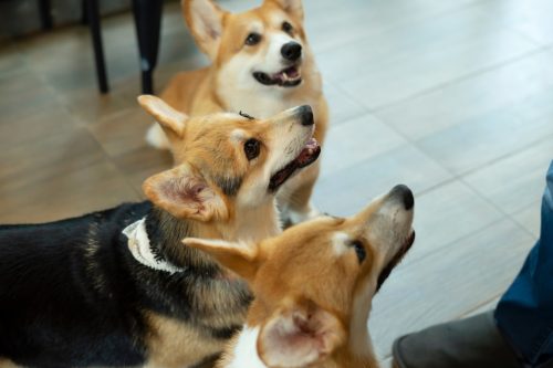 Cute hungry Welsh corgi dogs waiting for food from dog sitter in cafe indoors