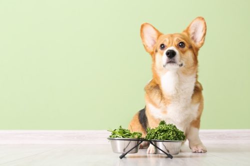 Câine drăguț corgi cu ierburi și legume lângă peretele colorat