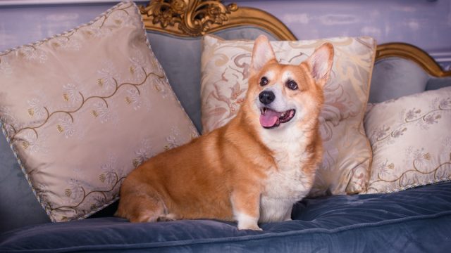Corgi dog on sofa.