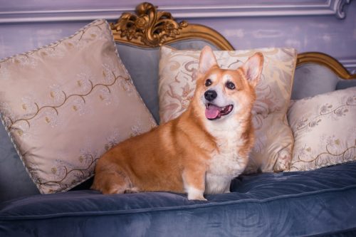 Corgi dog on sofa.