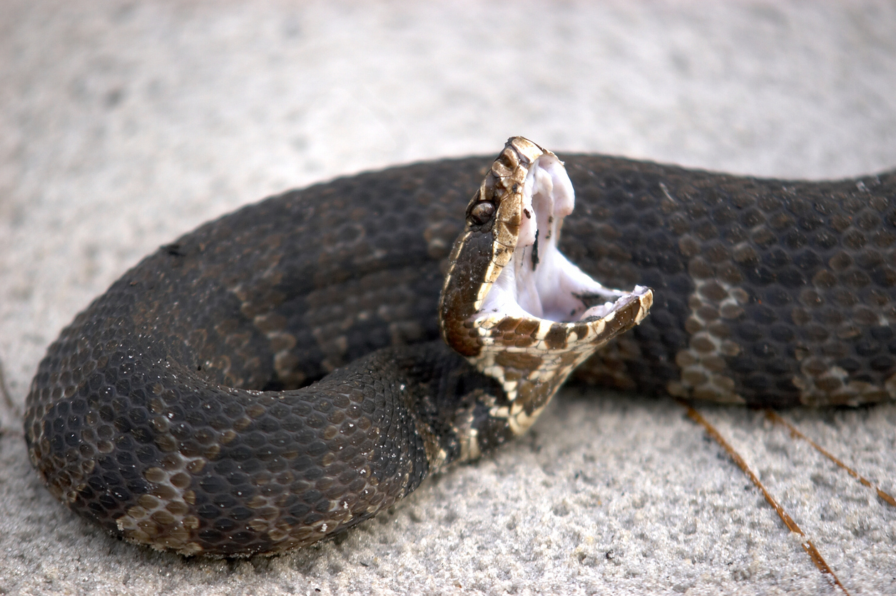water moccasin bite
