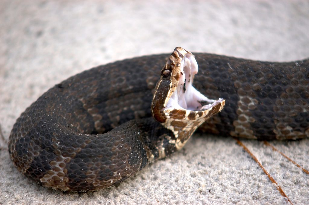 cottonmouth-snake-water-mocassin-open-mouth-bite-season-shaded-areas.jpg