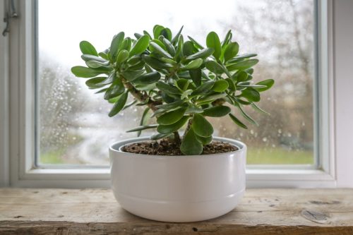 planta de jad
