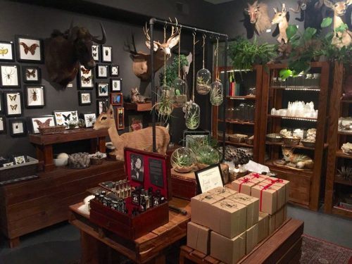 things to do in phoenix - visit the curious nature shop