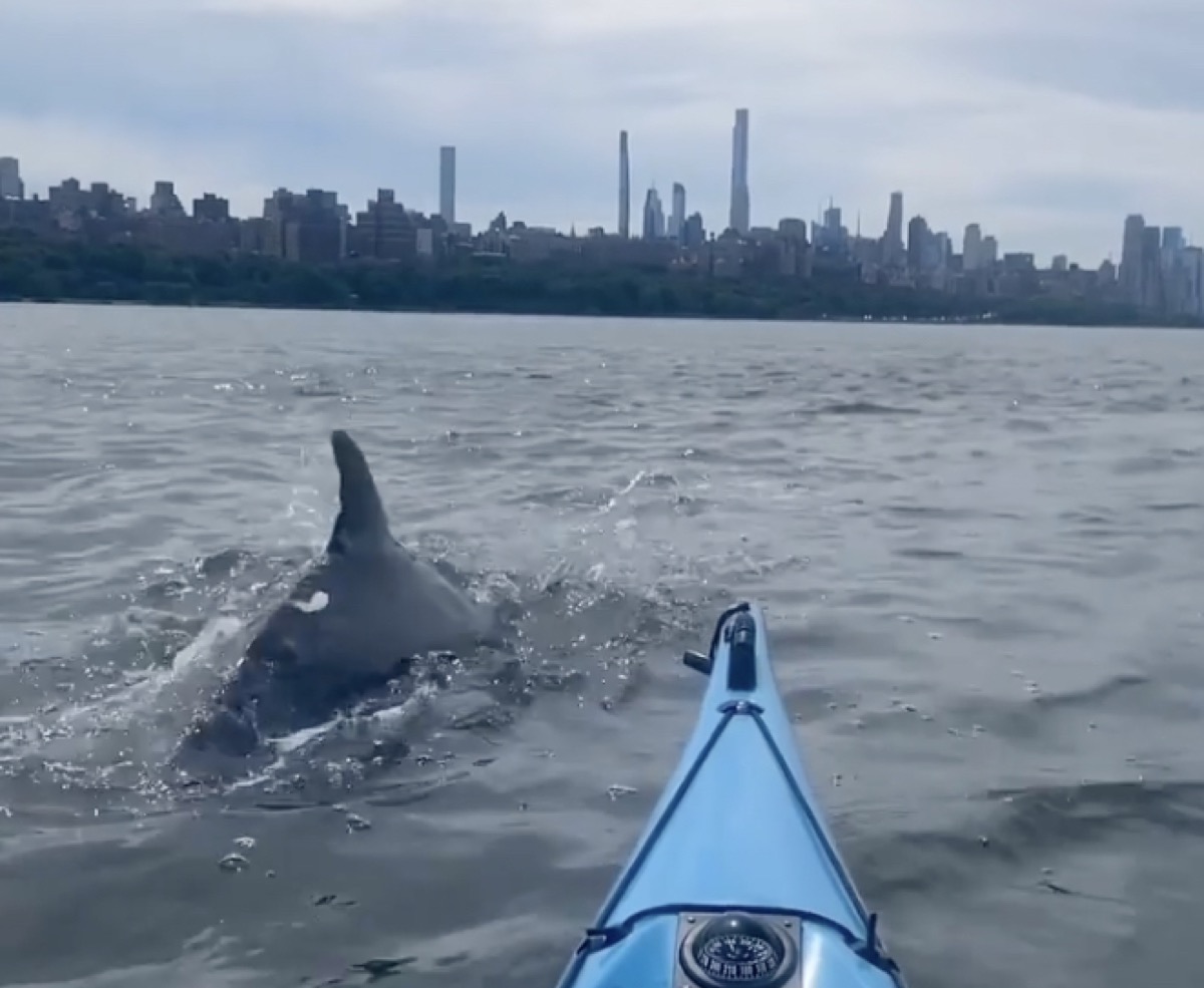 Video Shows Dolphins Joining New York City Kayaker in Hudson River