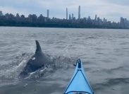 Video Shows Dolphins Joining NYC Kayaker