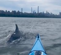 Video Shows Dolphins Joining NYC Kayaker