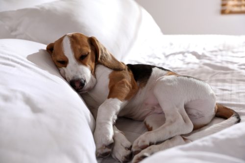 Beagle puppy sleeping on bed