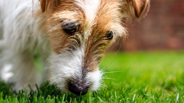 Jack Russell Terrier puppy sniffing the grass in a sunny garden.