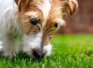 Jack Russell Terrier puppy sniffing the grass in a sunny garden.