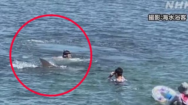 Dolphin attack