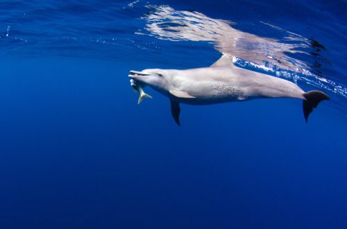 A hunting inshore bottlenose dolphin feeds on a fish in the blue waters off Reunion Island in the Indian Ocean