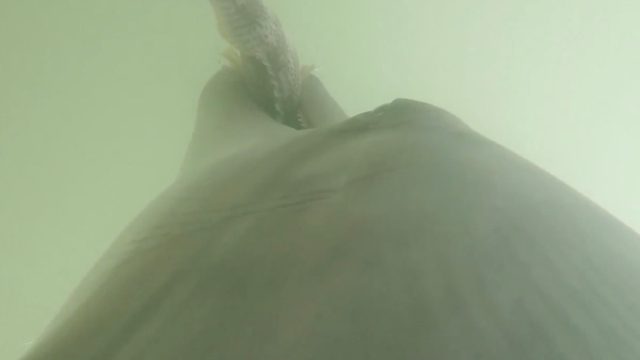 Dolphin gopro snakes