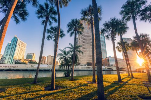 A close up of palm trees in downtown Tampa, Florida
