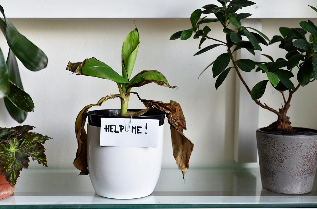 A neglected houseplant with dead leaves that has a "help me" sign on its white pot.