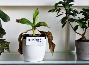 A neglected houseplant with dead leaves that has a "help me" sign on its white pot.