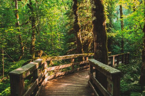 things to do in portland - explore forest park