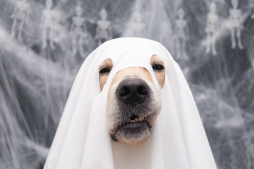 Glume de Halloween - Câine într-un costum de fantomă