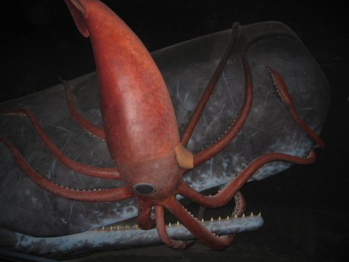 File:Display of sperm whale and giant squid battling in the Museum of Natural History