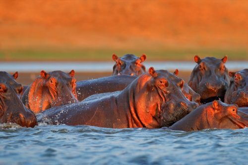 Hipopotam de apă albastră, hipopotam african, Hippopotamus amphibius capensis, cu soare de seară, animal în habitat natural de apă, Mana Pools NP, Zimbabwe, Africa.  Peisaj cu animale sălbatice din natură.