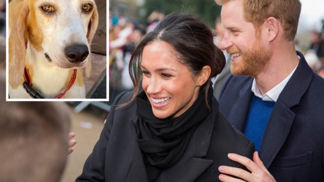 Prince Harry, Meghan Markle and their newly adopted dog Mamma Mia.
