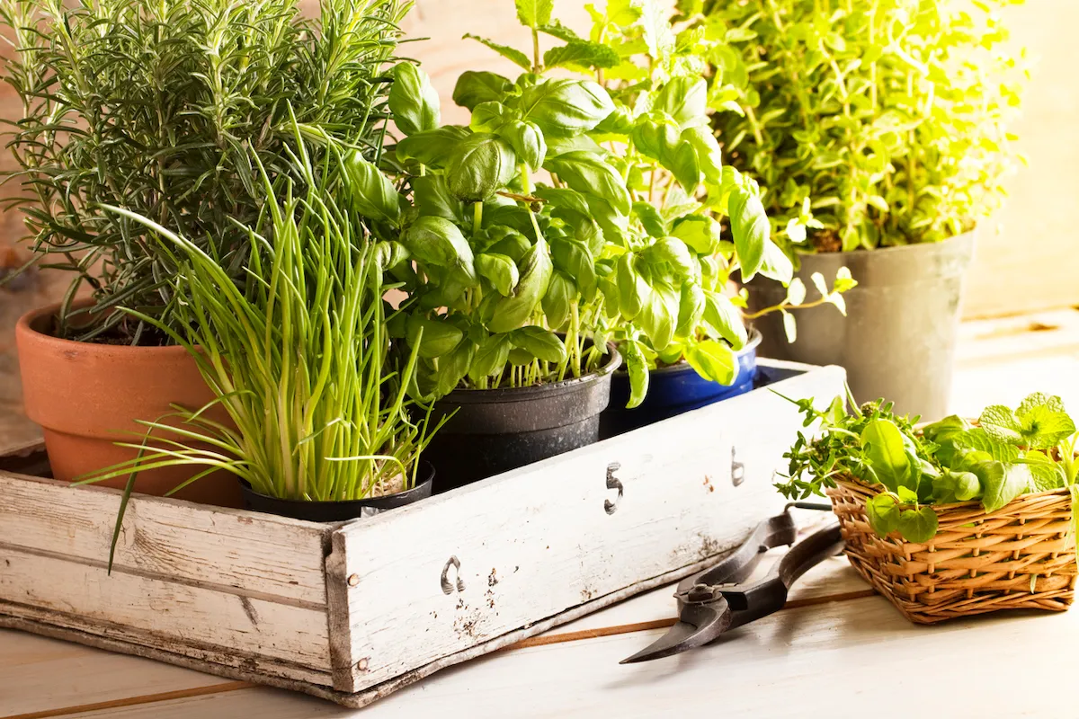 mixed herbs such as basil, chives and rosemary in pots in a wooden tray,