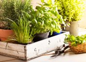 mixed herbs such as basil, chives and rosemary in pots in a wooden tray,
