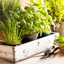 mixed herbs such as basil, chives and rosemary in pots in a wooden tray,