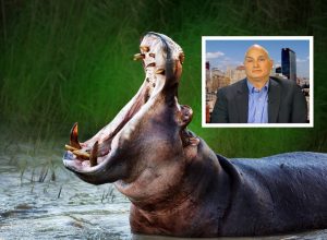 Hippopotamus and Paul Templer