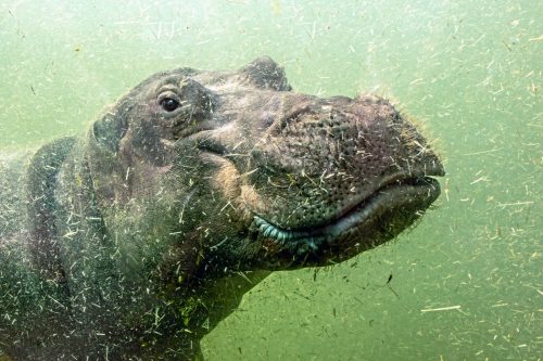 A young hippo floats under water. Hippopotamus swims in dirty green water.