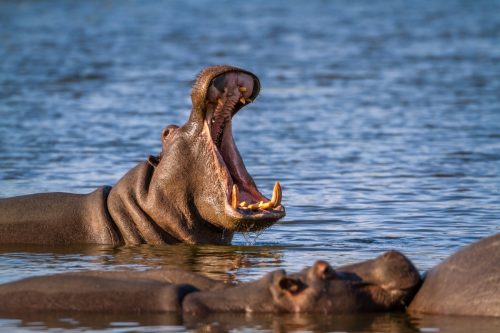 Hippopotamus in Kruger national park, South Africa