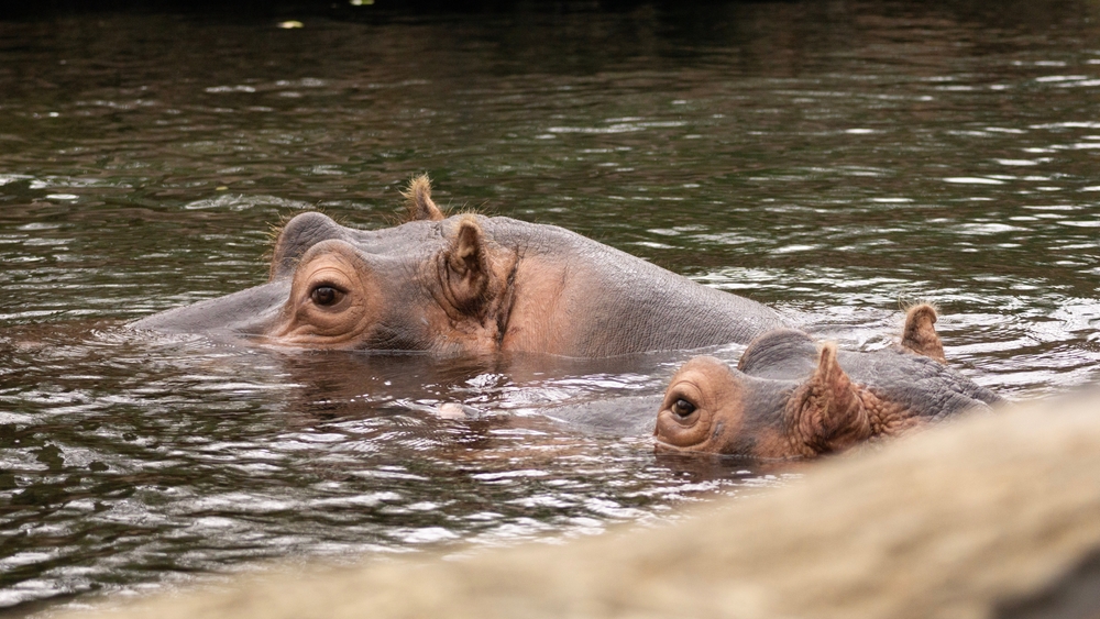 Hai con hà mã nghỉ ngơi dưới nước ở vườn thú St. Louis