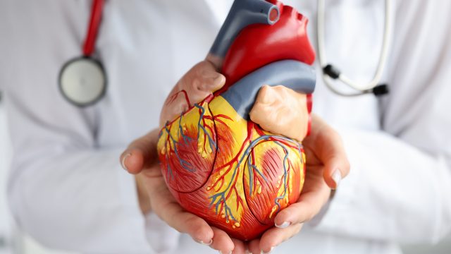 Doctor holding artificial heart model.