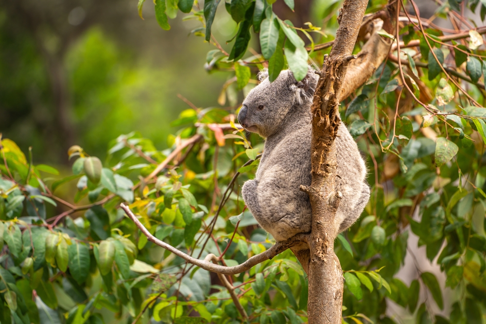 A koala sitting in a tree at the San Francisco Zoo