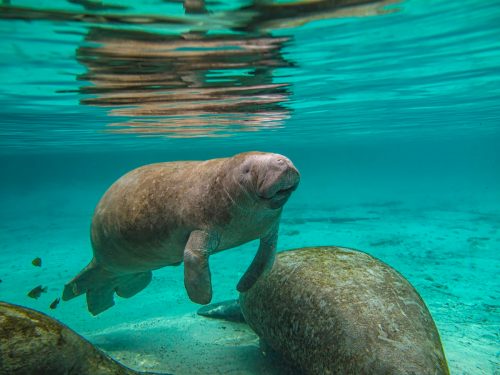 The West Indian manatee (Trichechus manatus) or "sea cow", also known as North American manatee, is the largest surviving member of the aquatic mammal order Sirenia. Florida. Crystal Springs Reserve. Florida manatee, Trichechus manatus latirostris.
