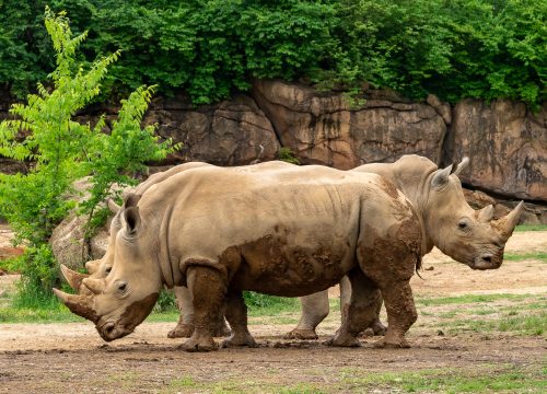 rhinos at the Nashville Zoo
