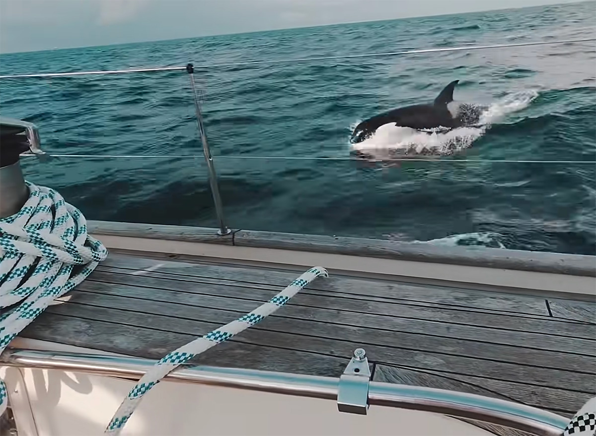 Video Shows “Hooligan” Killer Whales Attacking Sailing Boats