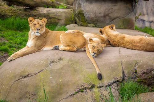 female lions at the oregon zoo in portland