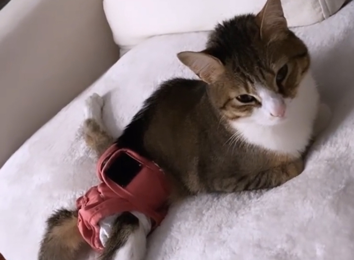 Paralyzed Cat Aoife Has "Stolen the Hearts" of Fans