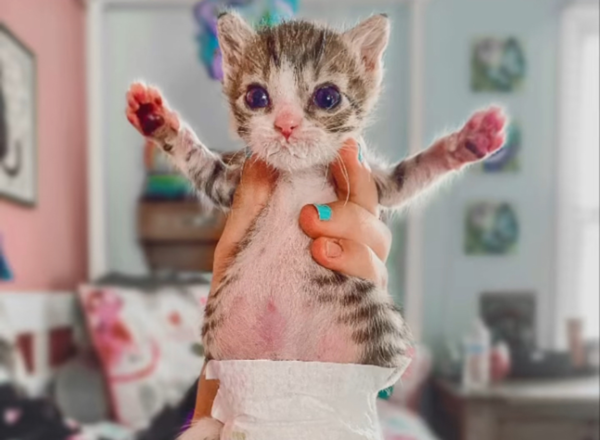 Paralyzed Cat Aoife Has "Stolen the Hearts" of Fans