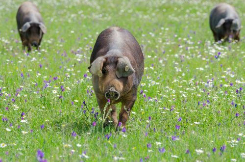 Pigs graze on farm in countryside of Badajoz, Extremadura