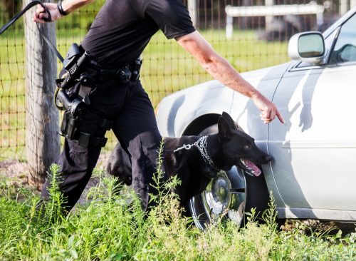 German Shepherd working dog, police K9 unit black shepherd finding drugs narcotics, policeman handler in uniform training canine, searching vehicle